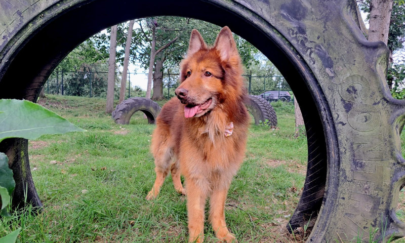 Rusty (7)