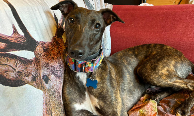 Hank (4)