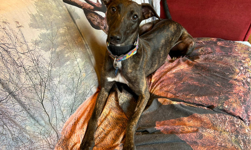 Hank (5)