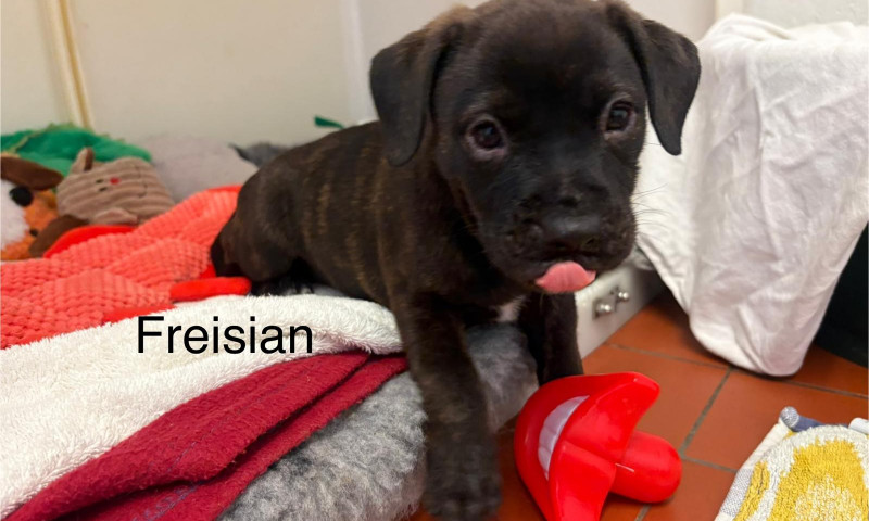 Lexi pups (2)