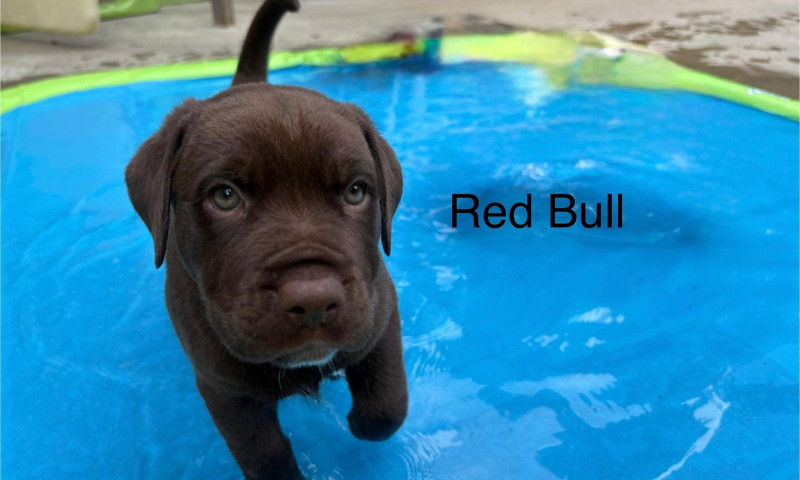 Lexi pups (1)