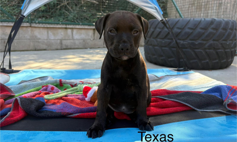 Lexi pups (8)