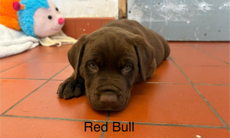 Lexi pups (9)