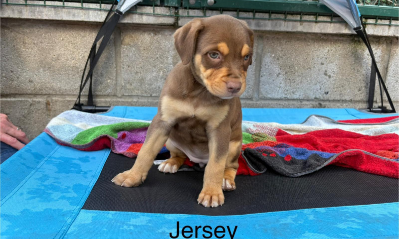 Lexi pups (11)
