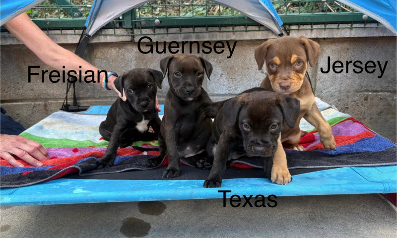 Lexi pups (13)