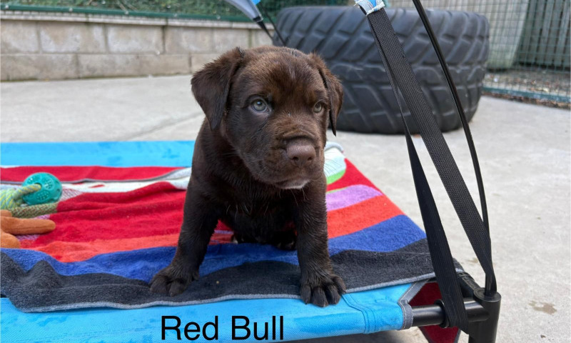 Lexi pups (28)