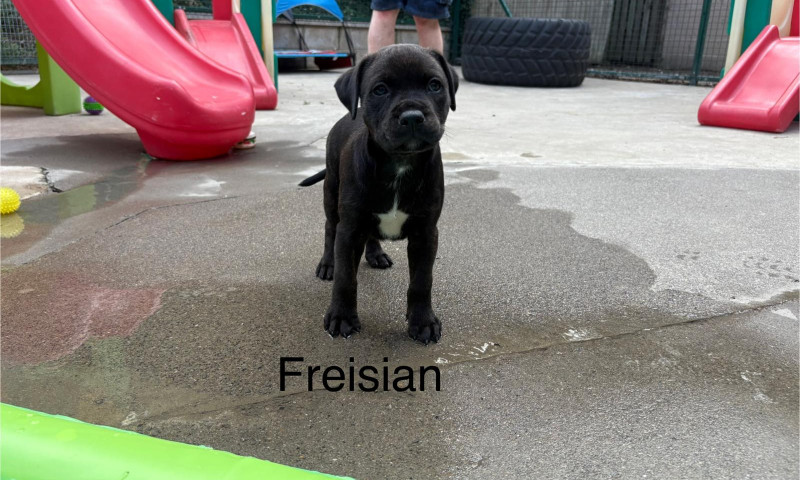 Lexi pups (35)