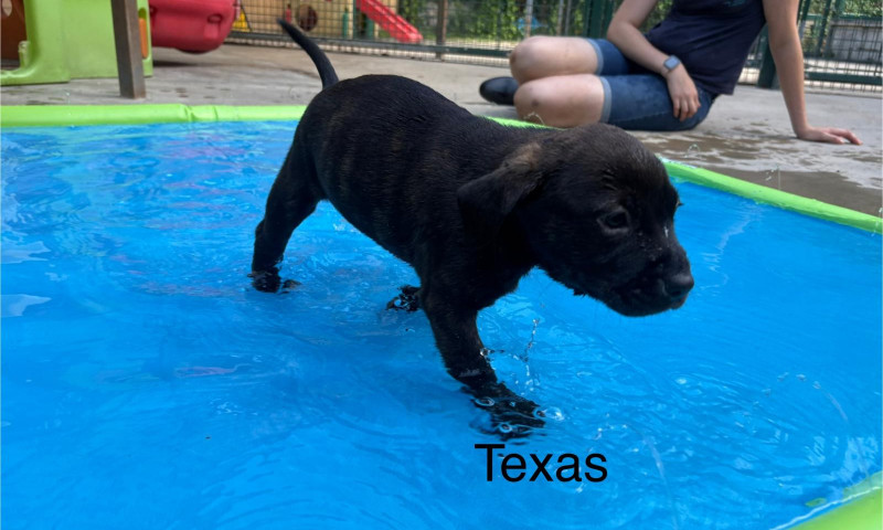 Lexi pups (41)