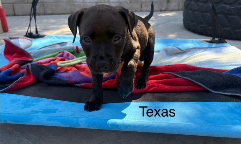Lexi pups (57)