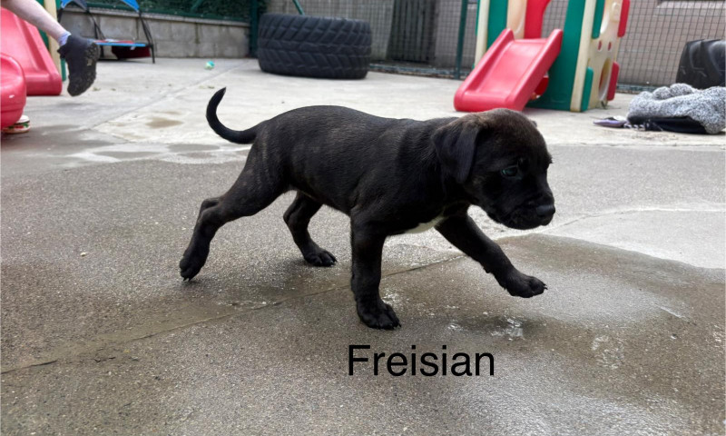 Lexi's pups F