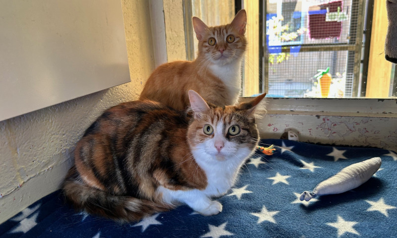 Caramel & Cookie (4)