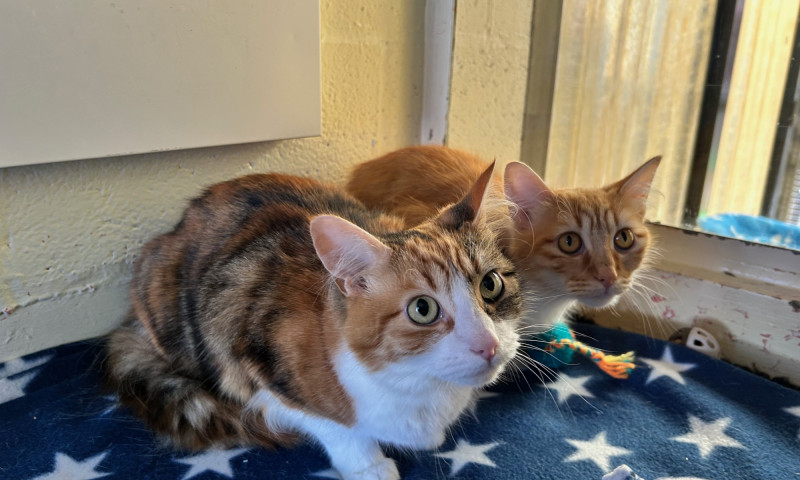 Caramel & Cookie (5)
