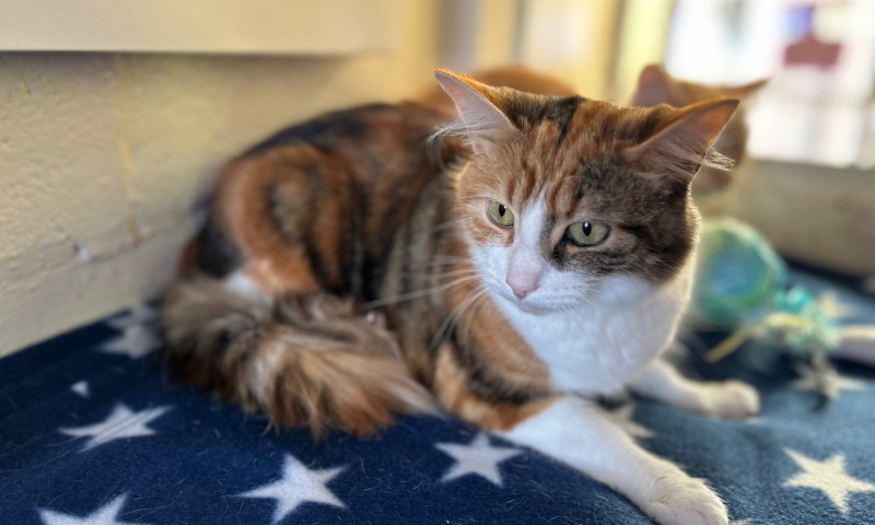 Caramel & Cookie (6)