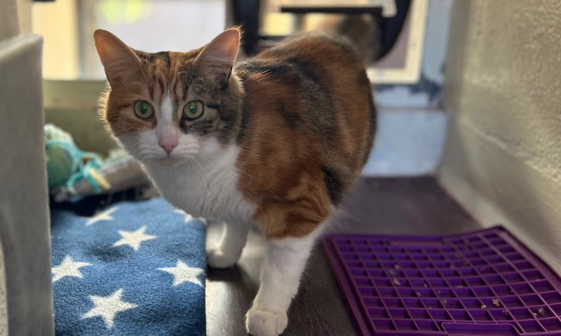 Caramel & Cookie (7)