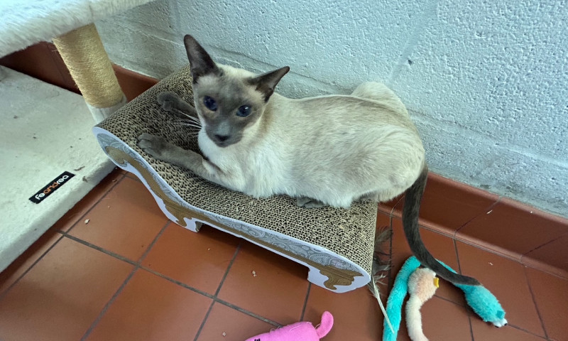 Pyewacket (3)
