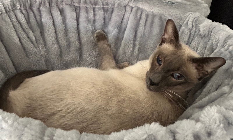 Pyewacket (2)
