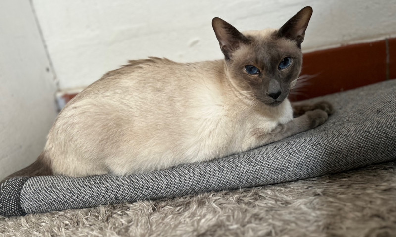Pyewacket (5)