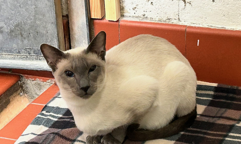 Pyewacket (6)