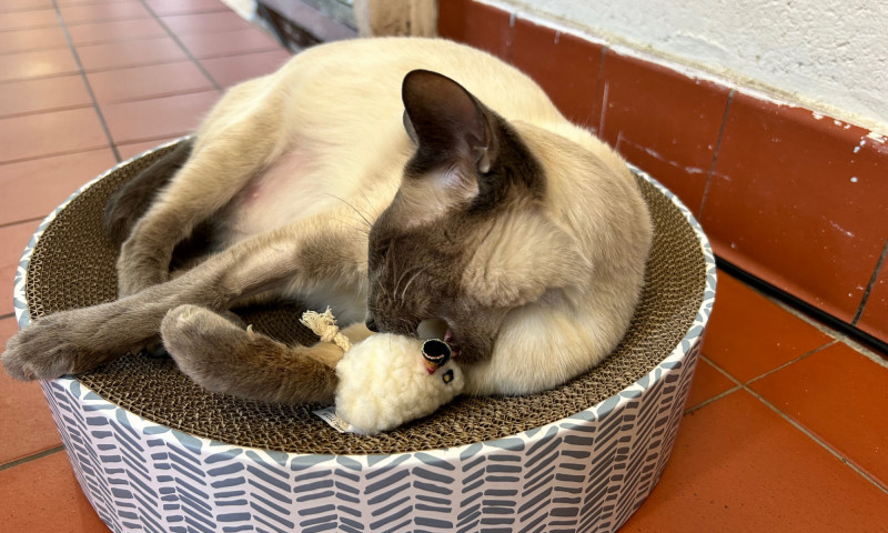 Pyewacket (9)