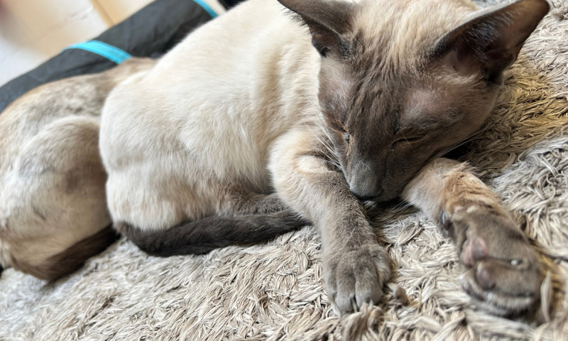 Pyewacket (1)