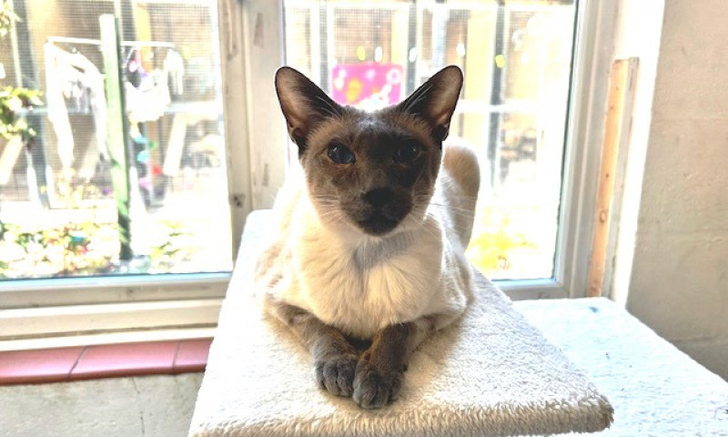Siamese (26)