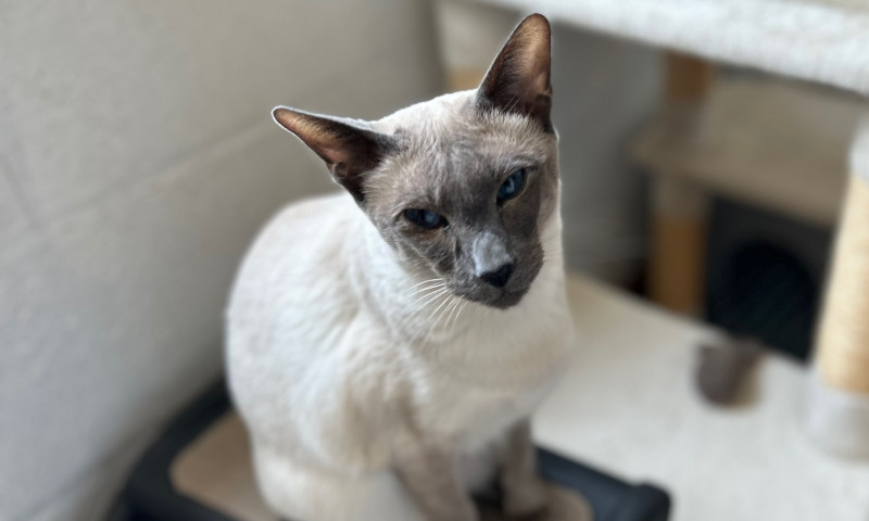 Siamese cats (30)