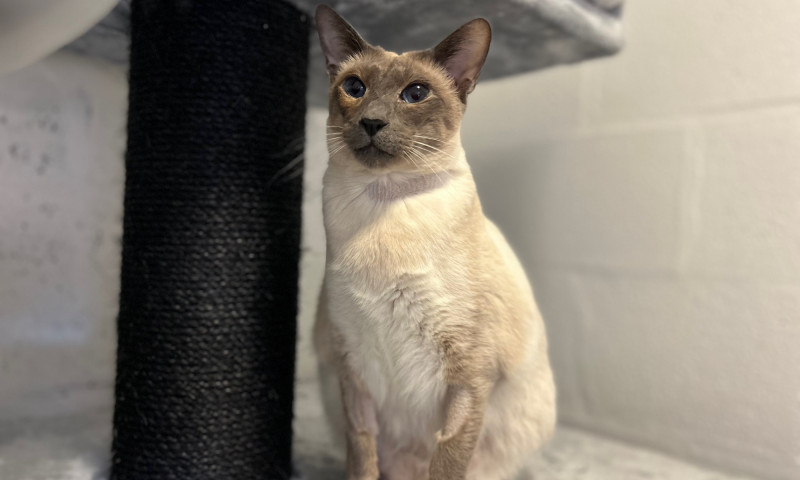 Siamese cats (76)