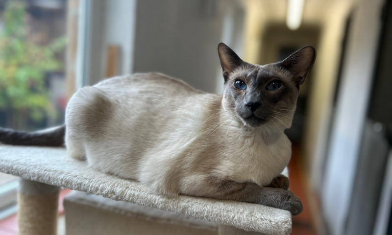 Siamese cats (87)