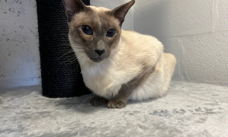 Siamese cats (85)