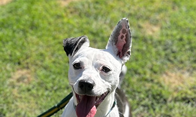 Nova (11)