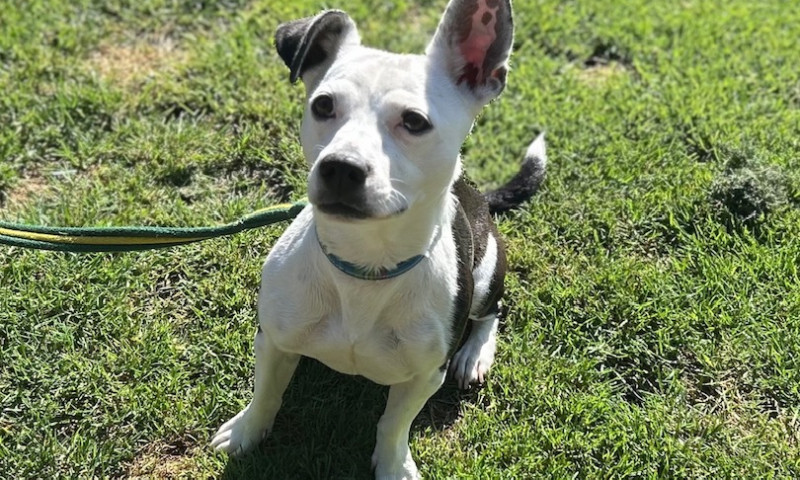 Nova (12)