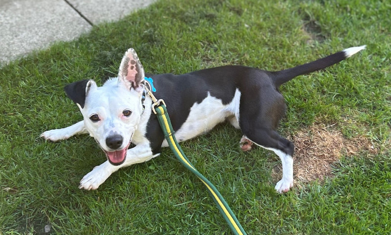 Nova (13)