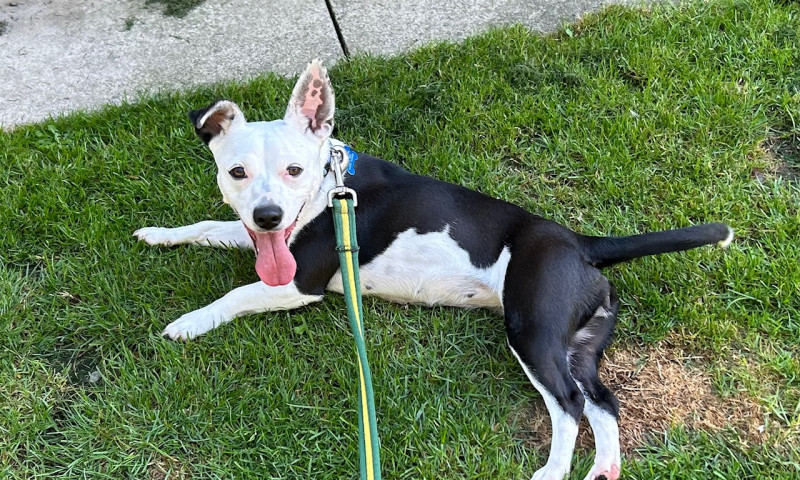 Nova (14)