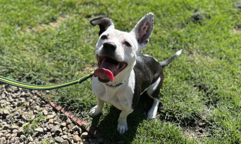 Nova (15)