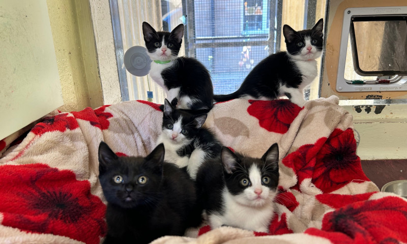 Echo's Kittens  (5)