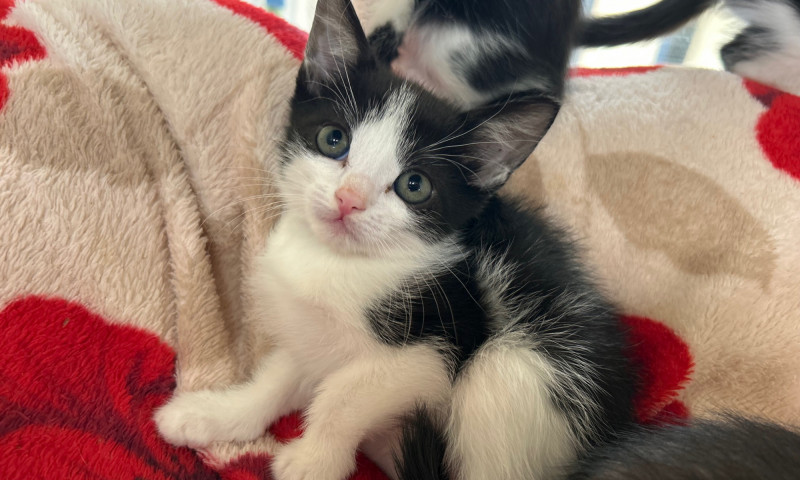 Echo's Kittens  (7)