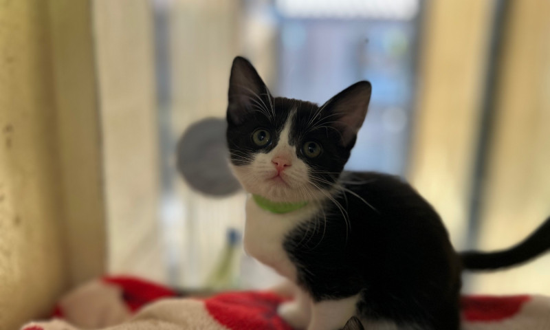 Echo's Kittens  (8)