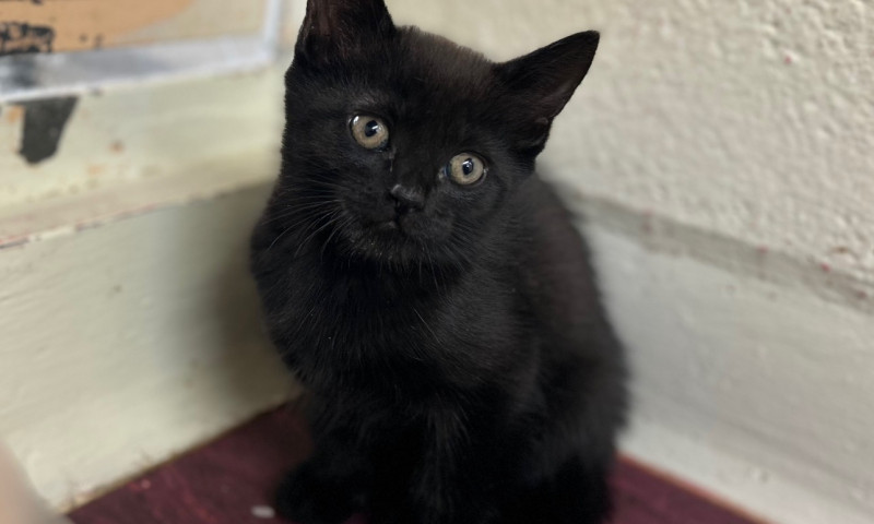 Echo's Kittens  (10)