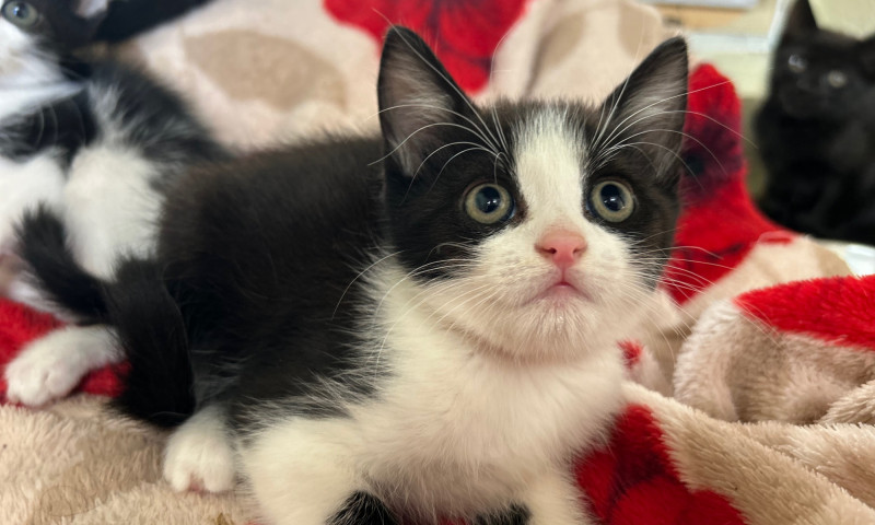 Echo's Kittens  (9)