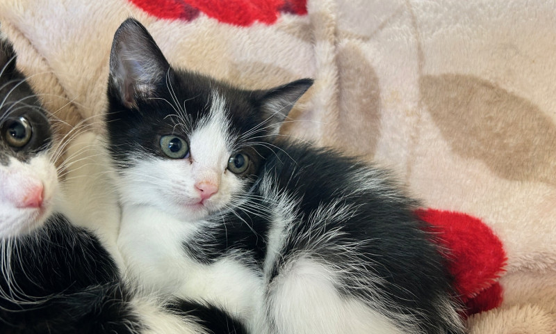 Echo's Kittens  (11)