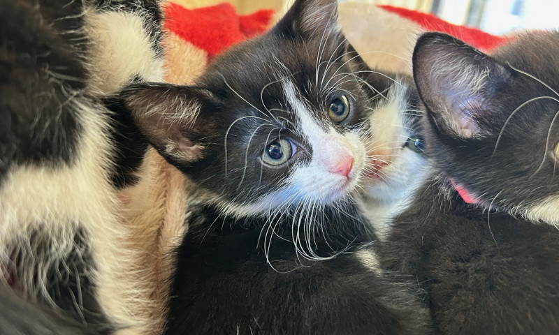 Echo's Kittens  (12)