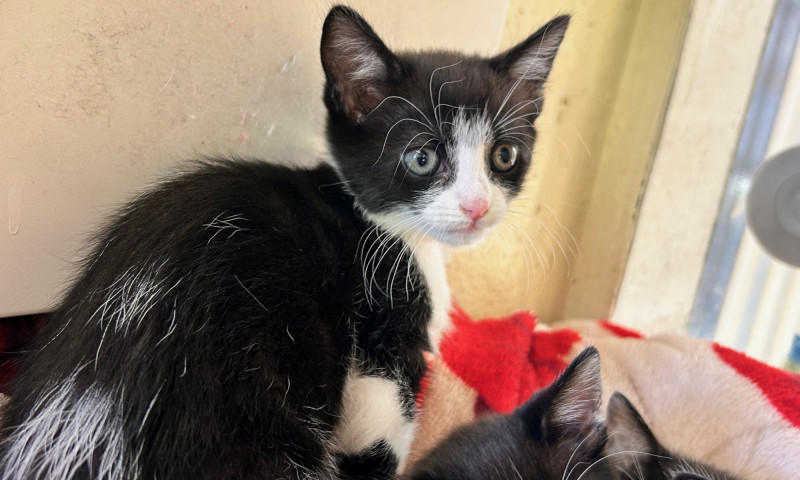 Echo's Kittens  (13)