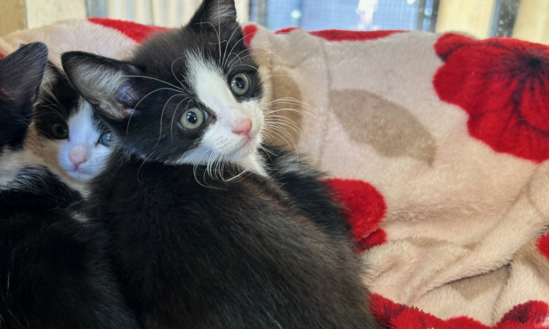 Echo's Kittens  (14)