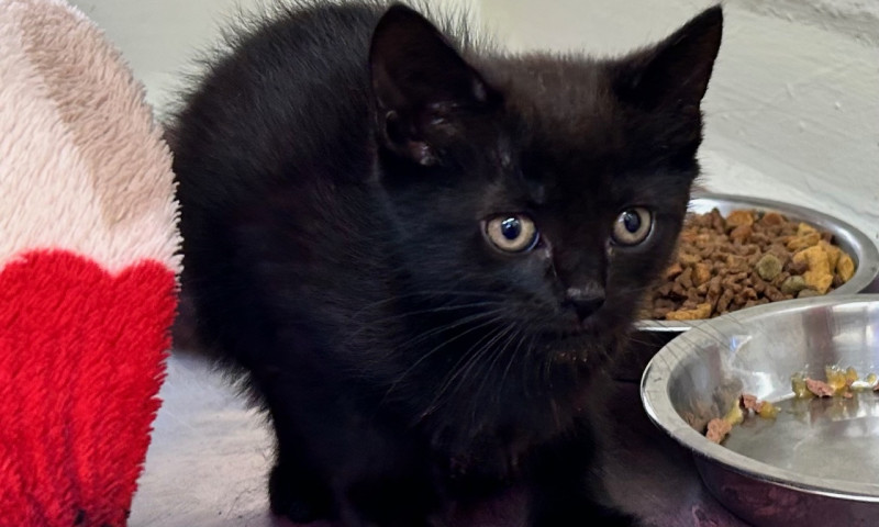 Echo's Kittens  (15)