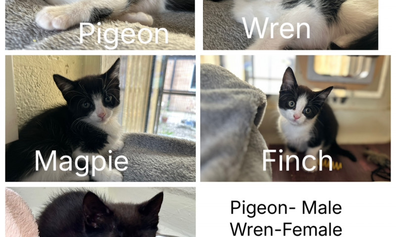 Echo's Kittens  (16)