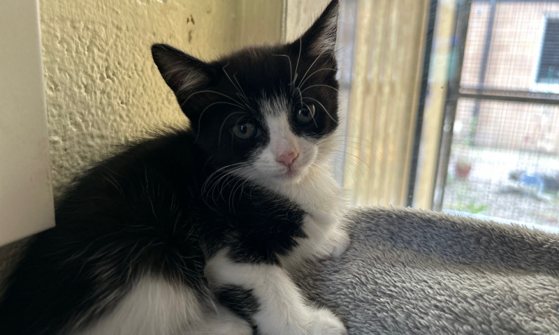 Echos kittens magpie