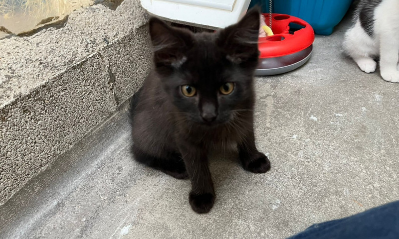 Edward, Lucas & Miles (8)