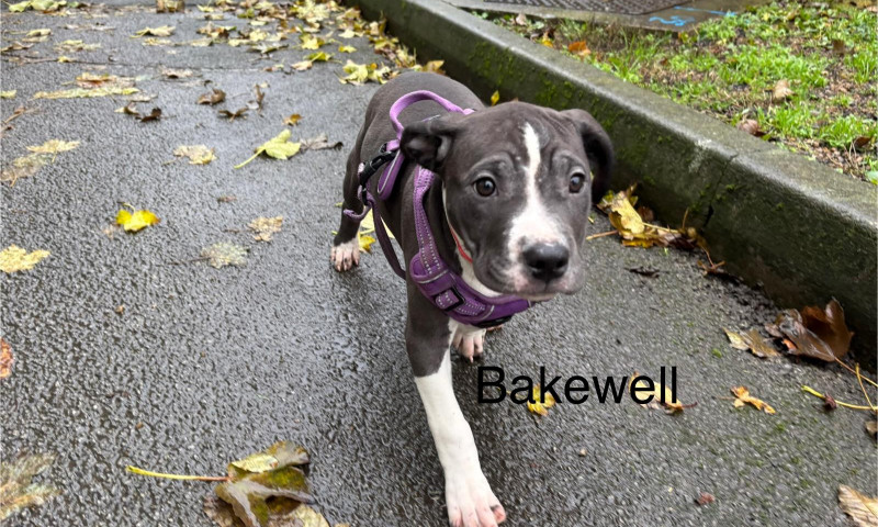Bakewell (3)