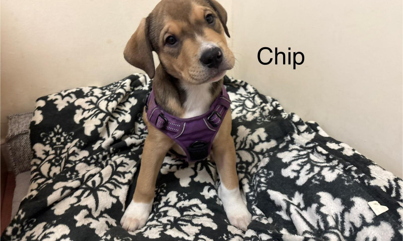 Chip (2)