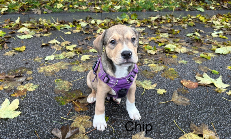 Chip (4)